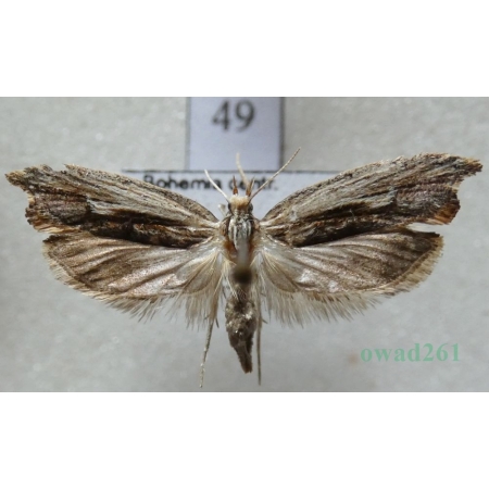 Ypsolopha scabrella (Linnaeus, 1761) Czech49